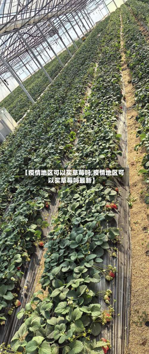 【疫情地区可以买草莓吗,疫情地区可以买草莓吗最新】-第1张图片
