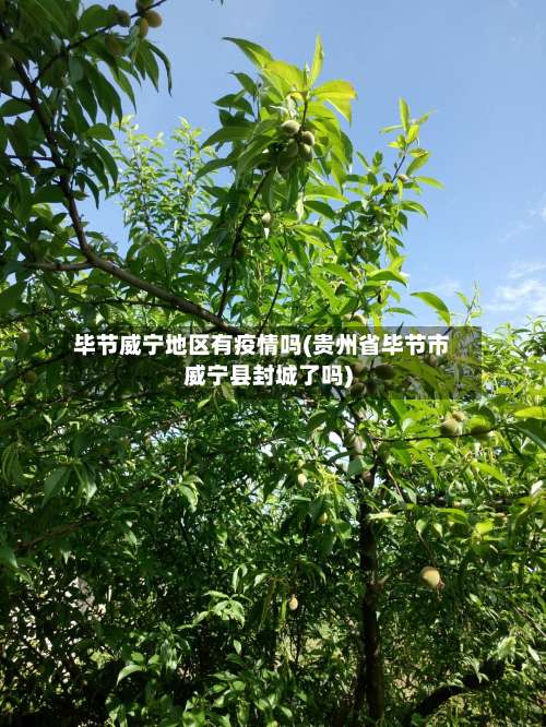 毕节威宁地区有疫情吗(贵州省毕节市威宁县封城了吗)-第2张图片